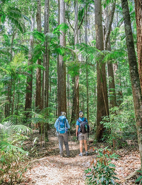 Bushwalking, Fraser Island