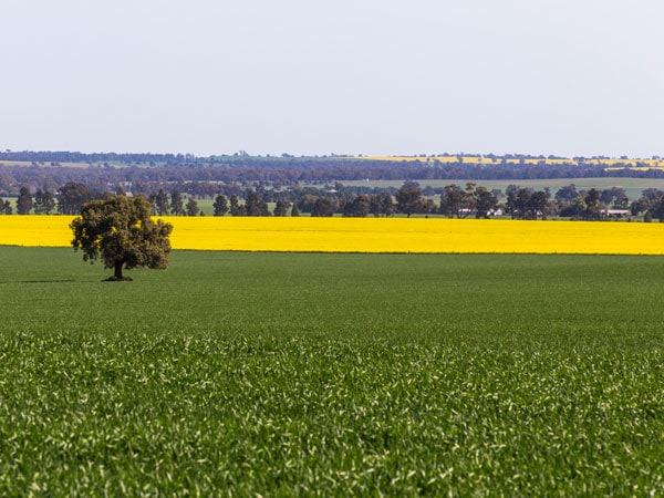 Coolamon to Junee self-drive Canola Trail