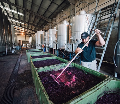 Hand plunging grapes, Geelong
