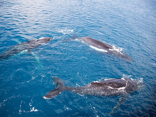 Humpack whales Kimberley