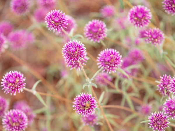 A pop of outback pink