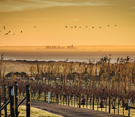 View over a vineyard, Geelong