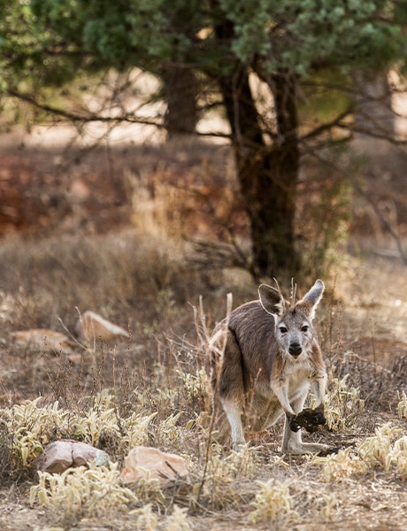 Wallaby, Rawnsley Park, Flinders Rangers