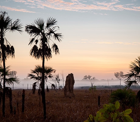 Morning fog at Litchfield National Park, Northern Territory