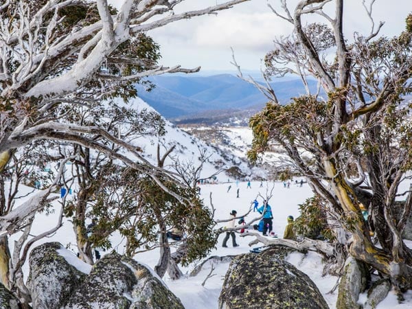 snow covered gum trees at Blue Cow ski resort, Perisher