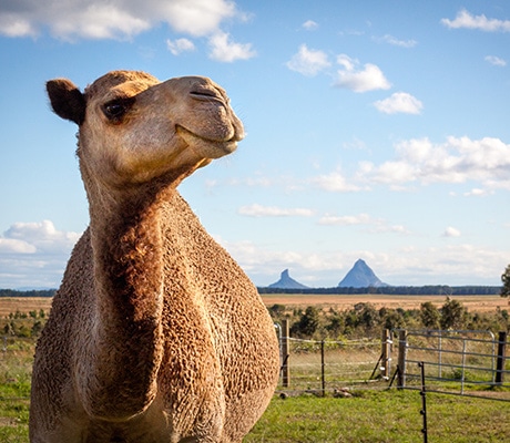 QCamel dairy, Glass House Mountains, Sunshine Coast