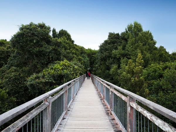 Skywalk Lookout Dorrigo