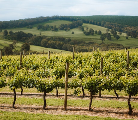 Courabyra Wines vineyard, Snowy Valleys