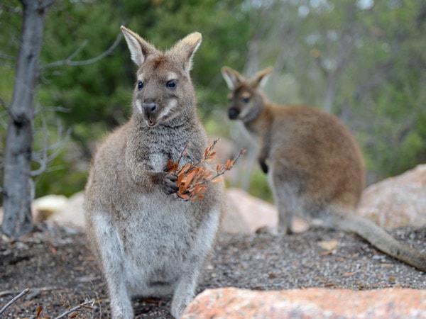 Tooloom National Park wildlife