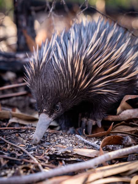 A short-beaked echidna in Stanthorpe