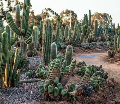 Cactus Country, Strathmerton, VIC