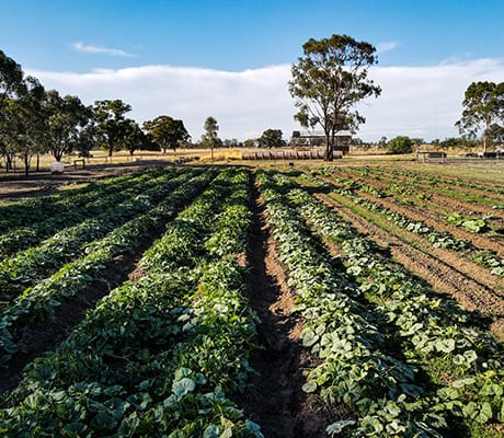 Eden Farm Produce, Numurkah, VIC