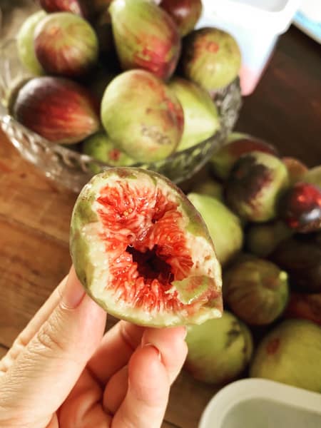 figs at Zin House