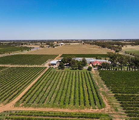 Monichino Wines, Katunga, VIC