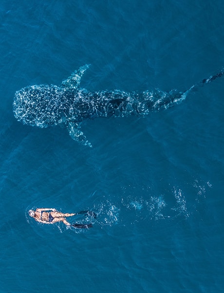 Swimming with whales, Ningaloo Reef