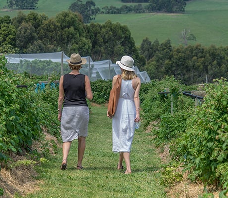 Otway Harvest Trail, VIC