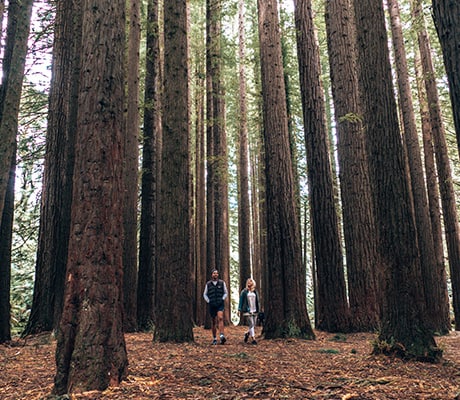 The Redwoods Forest Otways, VIC