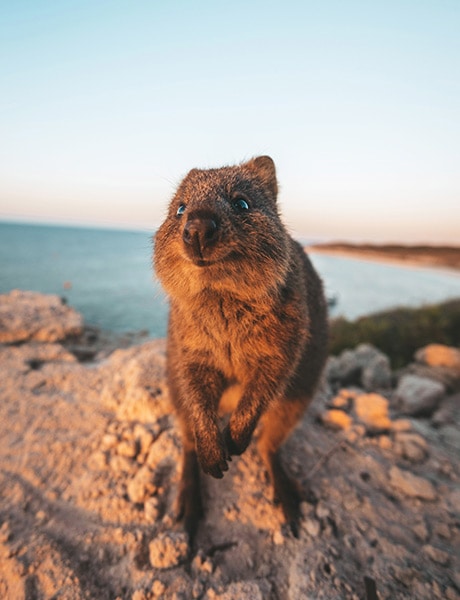 Quokka, Rottnest Island