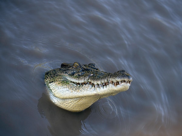 a crocodile spotted during the Spectacular Jumping Crocodile Cruise, Adelaide River