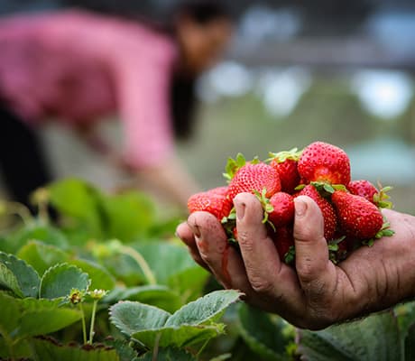 The Big Strawberry, Koonoomoo, VIC