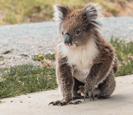 Wildlife Wonders Walkway, Apollo Bay, VIC