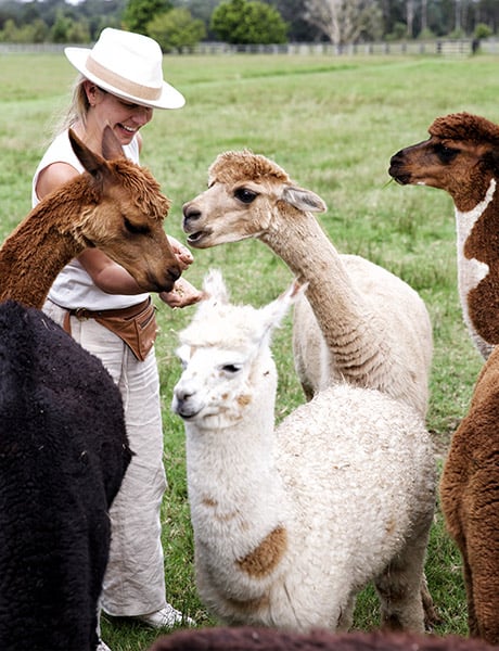 Iris Lodge Alpacas, Jilliby, NSW Central Coast
