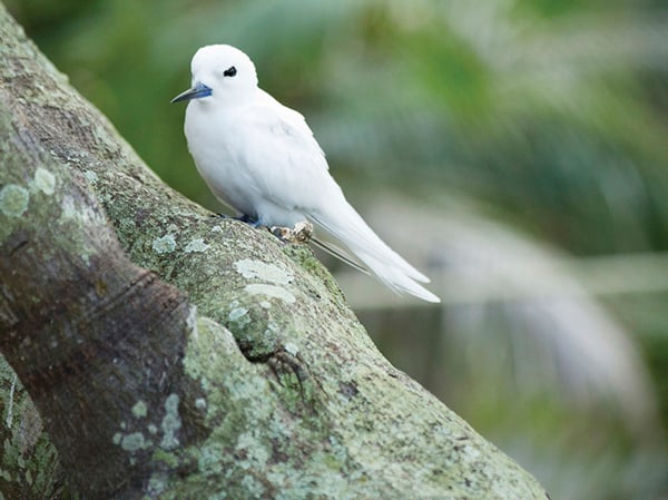 Lord Howe Island
