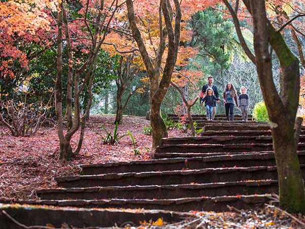 Mount Wilson Breenhold Gardens