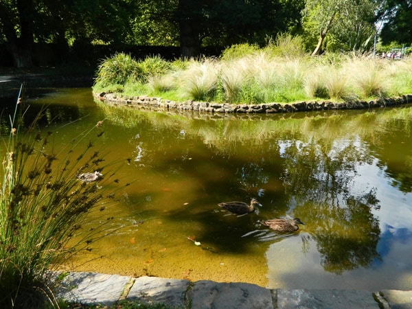 the duck pond at Cook Park, Orange