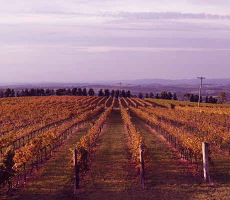 De Salis Wines at Lofty Vineyard, Orange
