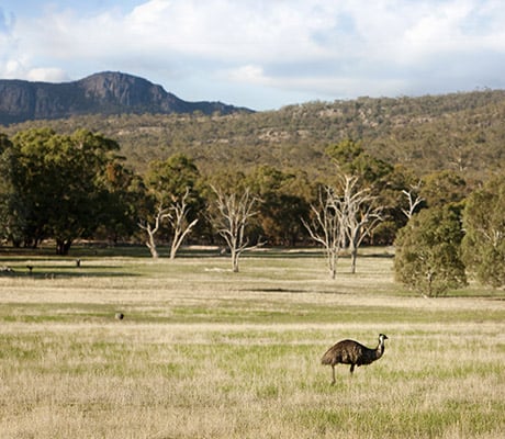 Emus at Merina Springs, Grampians, VIC