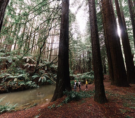 Redwood Forest, Great Ocean Road