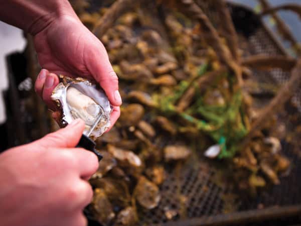 Get Shucked Oysters