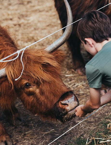 Hunter River Retreat highland cattle, Maitland, NSW
