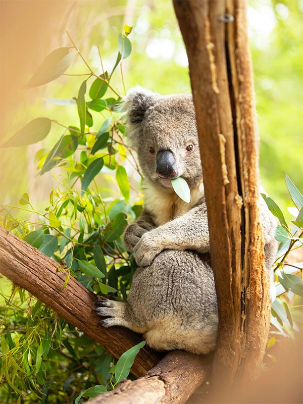 Healesville Sanctuary koala