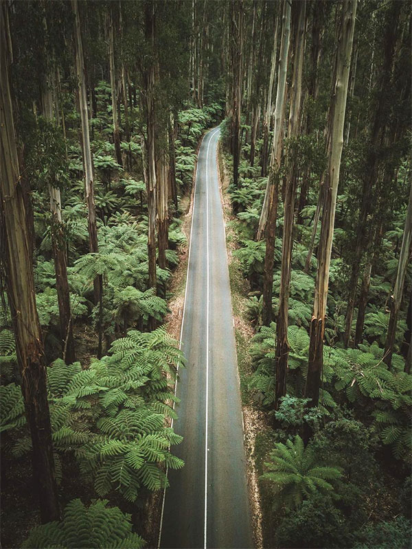 Black Spur road Victoria