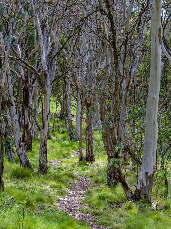 the Mt Canobolas Spring Glade walking track