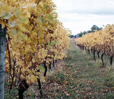 Ross Hill Wines, Orange