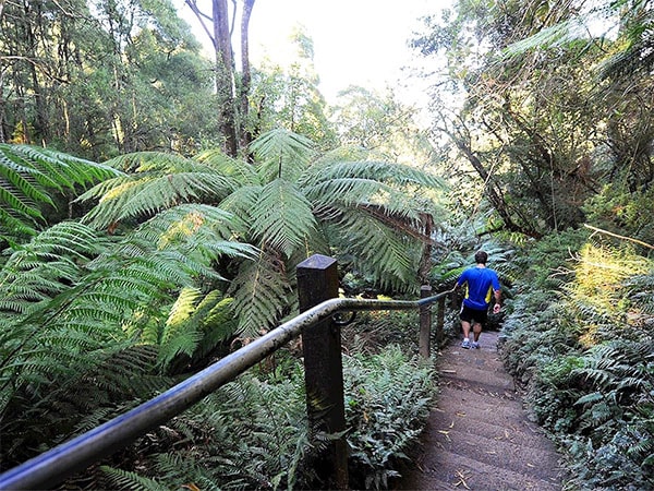 1000 steps Dandenong Ranges