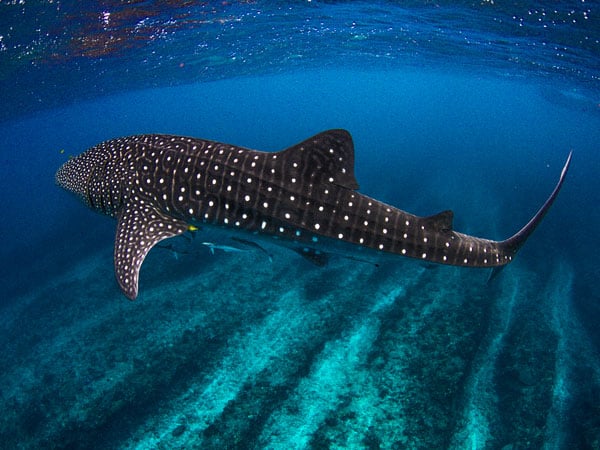 Ningaloo Reef Whale Sharks