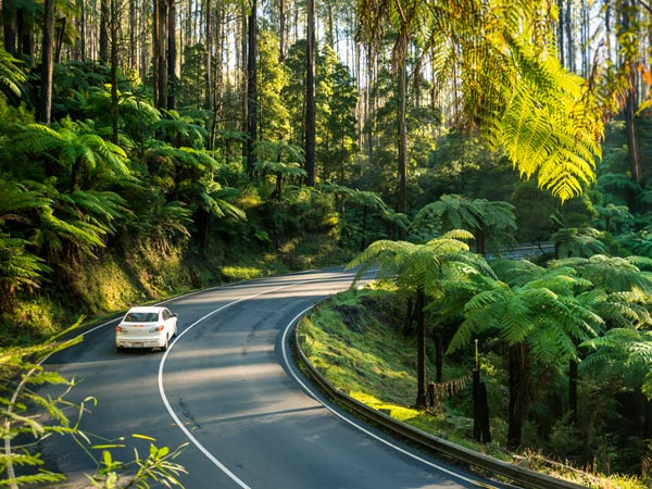 A white car driving on a road surrounded by the forest.