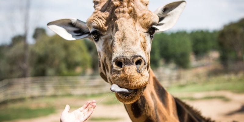 National Zoo & Aquarium, Canberra, ACT