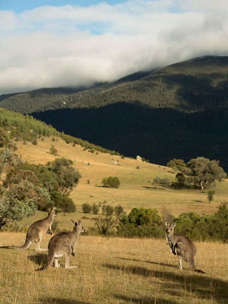Tidbinbilla Nature Reserve ACT