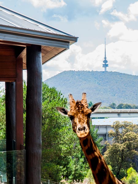 Canberra wildlife national zoo