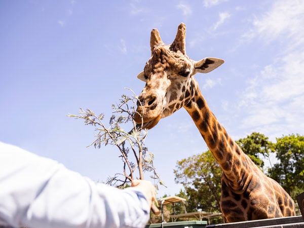 A giraffe at the National Zoo & Aquarium in Canberra