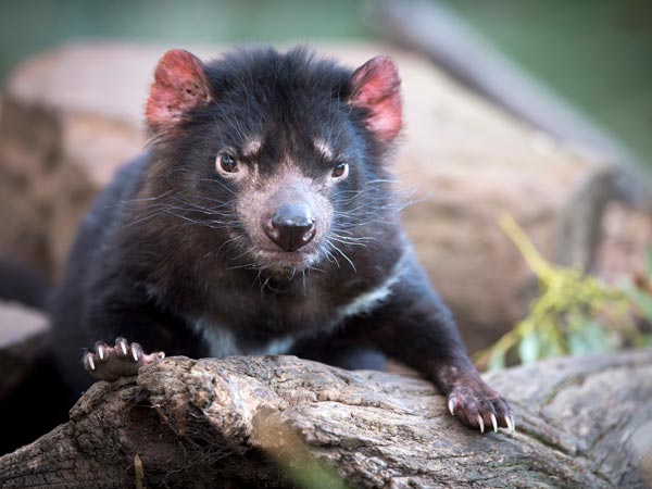 Tasmanian Devil
