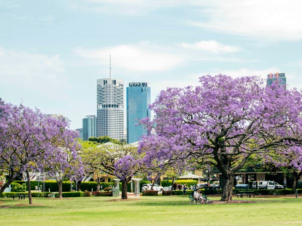 New Farm Park jacarandas