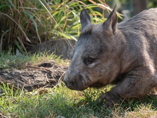 Sponsor an animal at Lone Pine Koala Sanctuary
