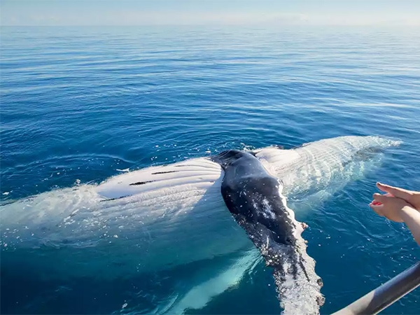 Hervey Bay whale watching
