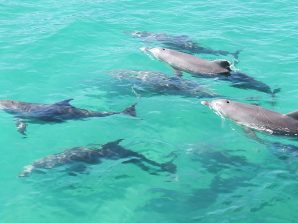 bottlenose dolphins